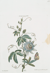 Granadilla VII. [Passion flower]