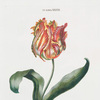 Tulipa XXVII. [Tulip XXVII]