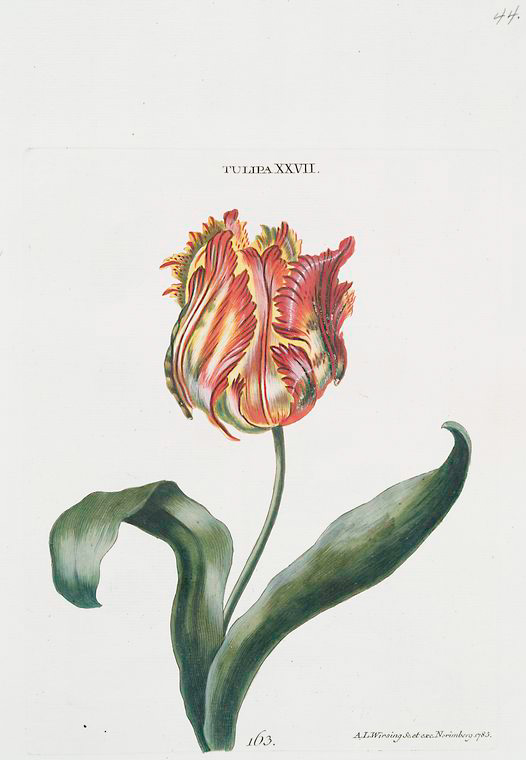 Tulipa XXVII. [Tulip XXVII] - NYPL Digital Collections