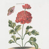 Ranunculus XV.