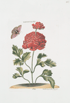 Ranunculus XV.