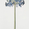 Polyanthes = Tuberosacuarietas. [Tube rose]