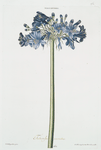 Polyanthes = Tuberosacuarietas. [Tube rose]