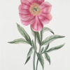 Paeonia I = La Pivoine. [Peony]