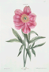 Paeonia I = La Pivoine. [Peony]