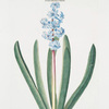 Hyacinthus XXII 'Gekroonde Frouw'