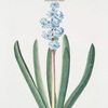 Hyacinthus XXII 'Gekroonde Frouw'