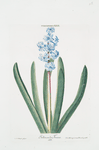 Hyacinthus XXII 'Gekroonde Frouw'