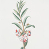 Balsamina II = Balsamina, flore pleno, partim candido, partim sangvineo.