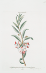 Balsamina II = Balsamina, flore pleno, partim candido, partim sangvineo.