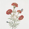 Tagetes I = Flos Tunetanus. [Marigold]