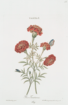 Tagetes I = Flos Tunetanus. [Marigold]