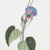 Convolvulus II = Convolvulus indicus, flore violaceo. [Blue-dawn-flower]