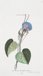 Convolvulus II = Convolvulus indicus, flore violaceo. [Blue-dawn-flower]