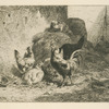 Coq et poules.