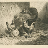 Coq et poules.