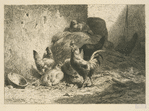 Coq et poules.