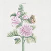 Alcea I ; La Mauve Rose.