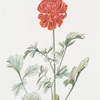 Ranunculus XVI.