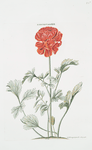 Ranunculus XVI.