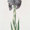 Iris Susiana II 'Turkischer Sultan'