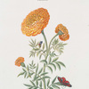 Tagtes II 'Afrikaan'[Marigold]