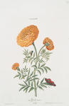 Tagtes II 'Afrikaan'[Marigold]