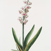 Hyacinthus XXIII 'Konig von Groot Brittanien'