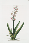 Hyacinthus XXIII 'Konig von Groot Brittanien'