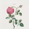Rosa XIII 'La Favorisante.'