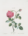 Rosa XIII 'La Favorisante.'