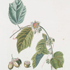Granadilla VIII 'Passiflora holosericea.' L. [Passion flower]