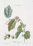 Granadilla VIII 'Passiflora holosericea.' L. [Passion flower]