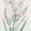 Iris III.