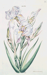 Iris III.