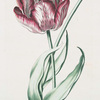 Tulipa XXVIII 'Reine d'Egypte'.