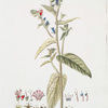'Echium orientale'