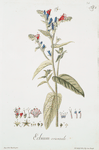 'Echium orientale'