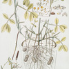 Arachidna hypogaea. [Peanut, Earthnut, Groundnut]