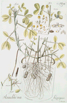 Arachidna hypogaea. [Peanut, Earthnut, Groundnut]