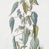 Corchurus olitorius. [Jew's mallow]
