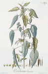 Corchurus olitorius. [Jew's mallow]