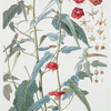 Pentapetes Phoenicea. [Midday flower]
