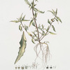 Verbesina conyzoides.