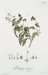 Plumbago Zeylanica. [Wild leadwort]