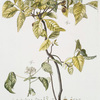 Dodonaea trifoliata. [Three-leaved Varnish leaf]