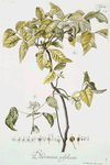 Dodonaea trifoliata. [Three-leaved Varnish leaf]