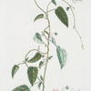 Tragia volubilis. [Twining Noseburn]