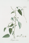 Tragia volubilis. [Twining Noseburn]