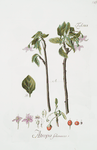 Atroppa solanacea.